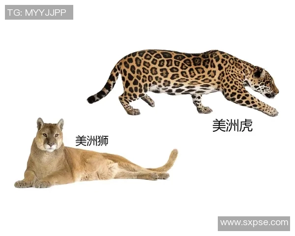 美洲狮与老虎大学的精彩对决探秘猎豹之王的校园传奇 美洲狮与老虎大学的精彩对决探秘猎豹之王的校园传奇