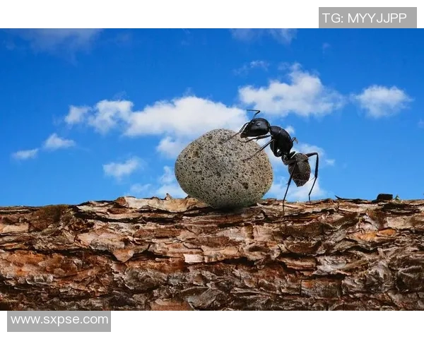 贾诚:在时代浪潮中追寻梦想与坚持的力量 贾诚:在时代浪潮中追寻梦想与坚持的力量